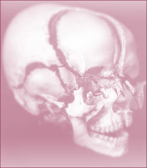 the bones of the cranium
